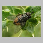 Musca autumnalis - Herbstfliege 02.jpg